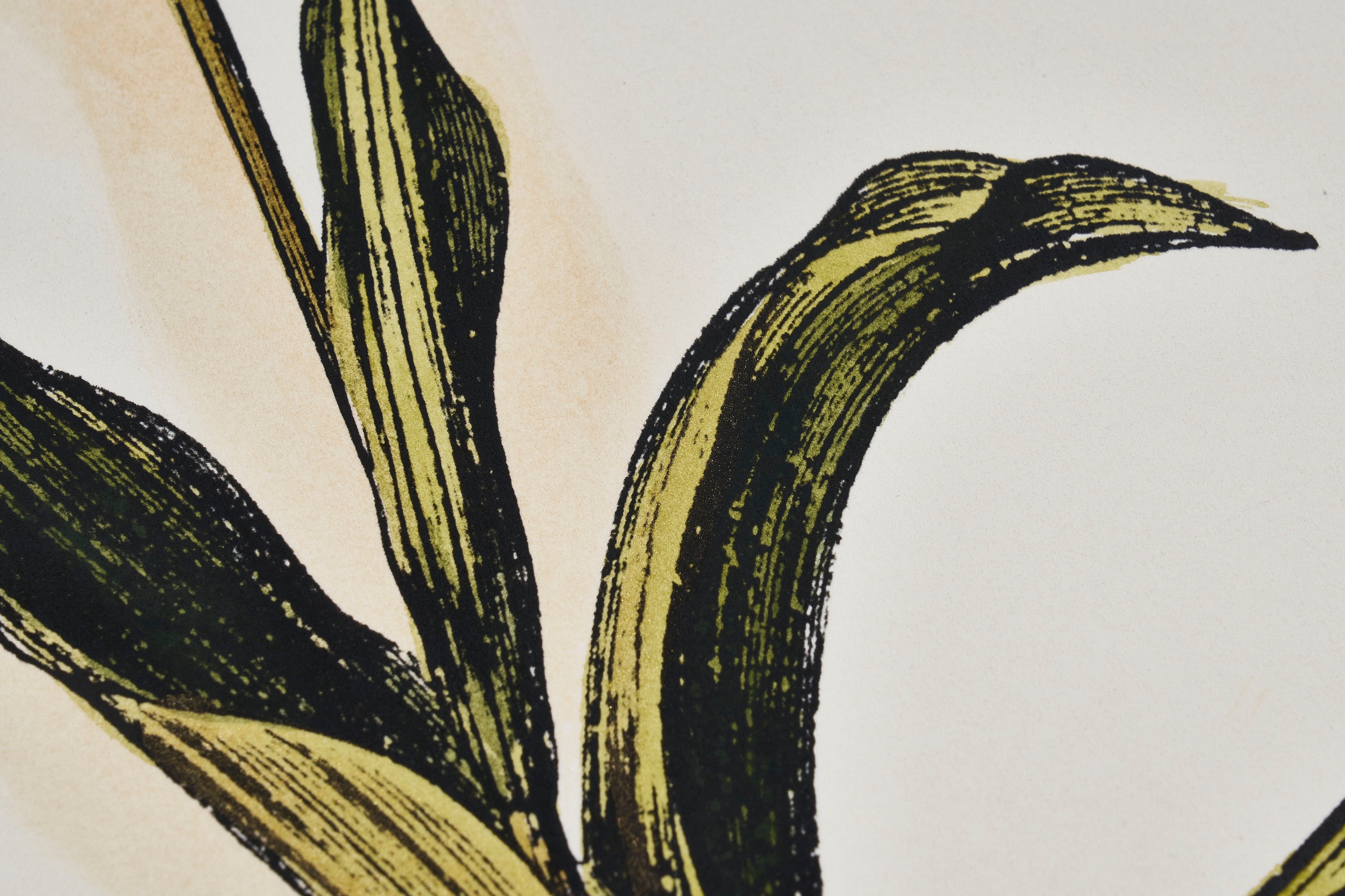 【限定5枚】Jen’s Tulip II -Old World Prints 2003 / アノニマス