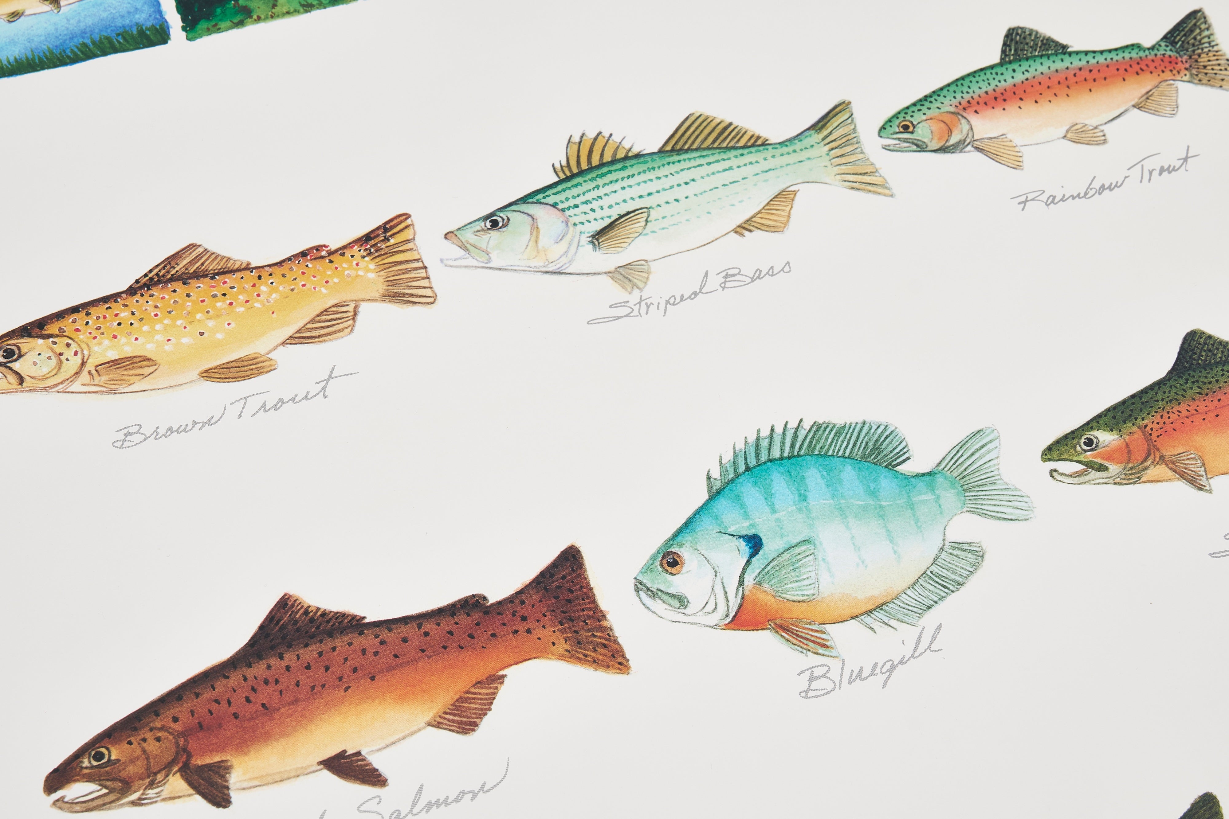 【限定5枚】DON’T WORRY…GO FISHING! - Gango Editions 1995 / アノニマス