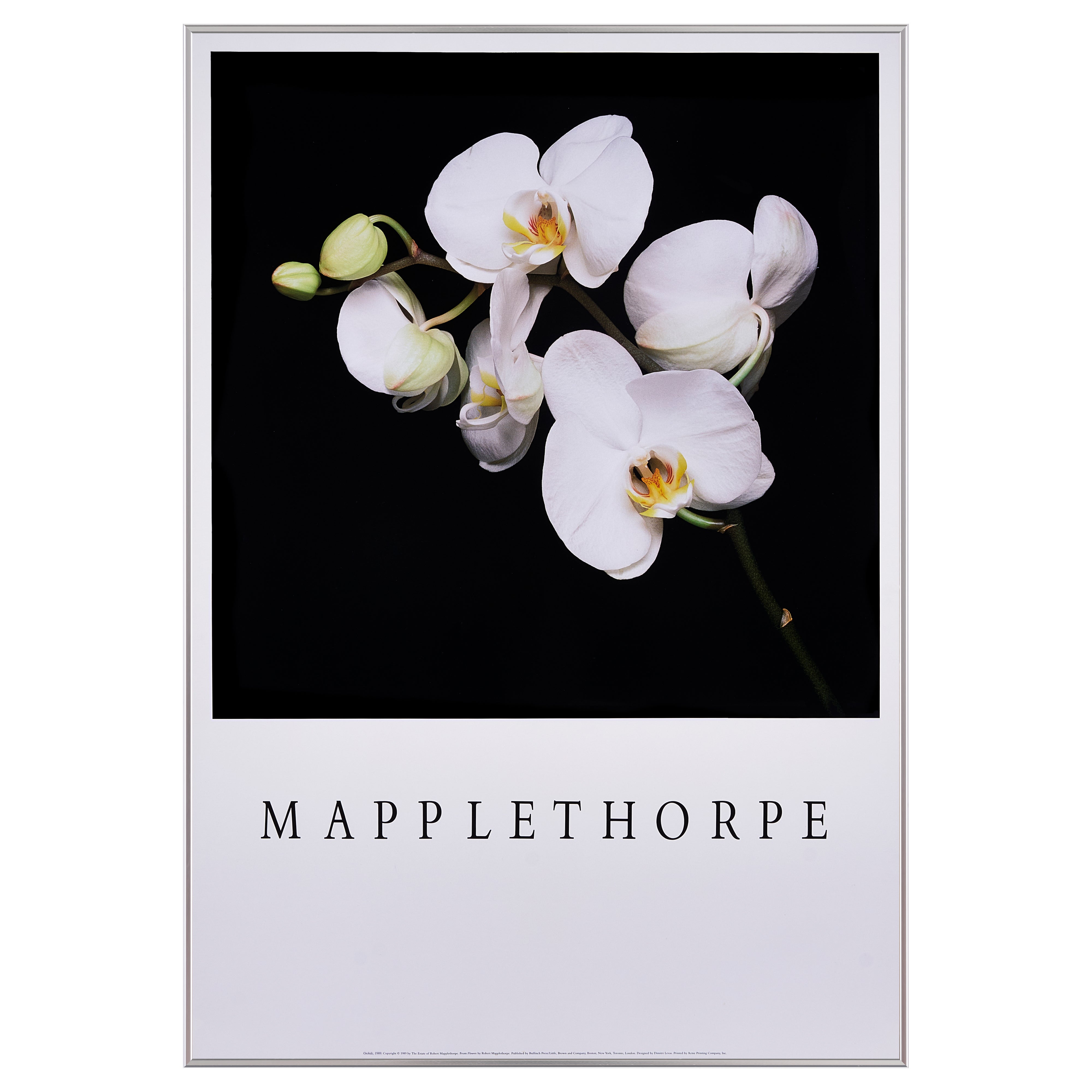 【限定5枚】Orchids 1989 - Bulfinch Press 1989 / ロバート・メイプルソープ