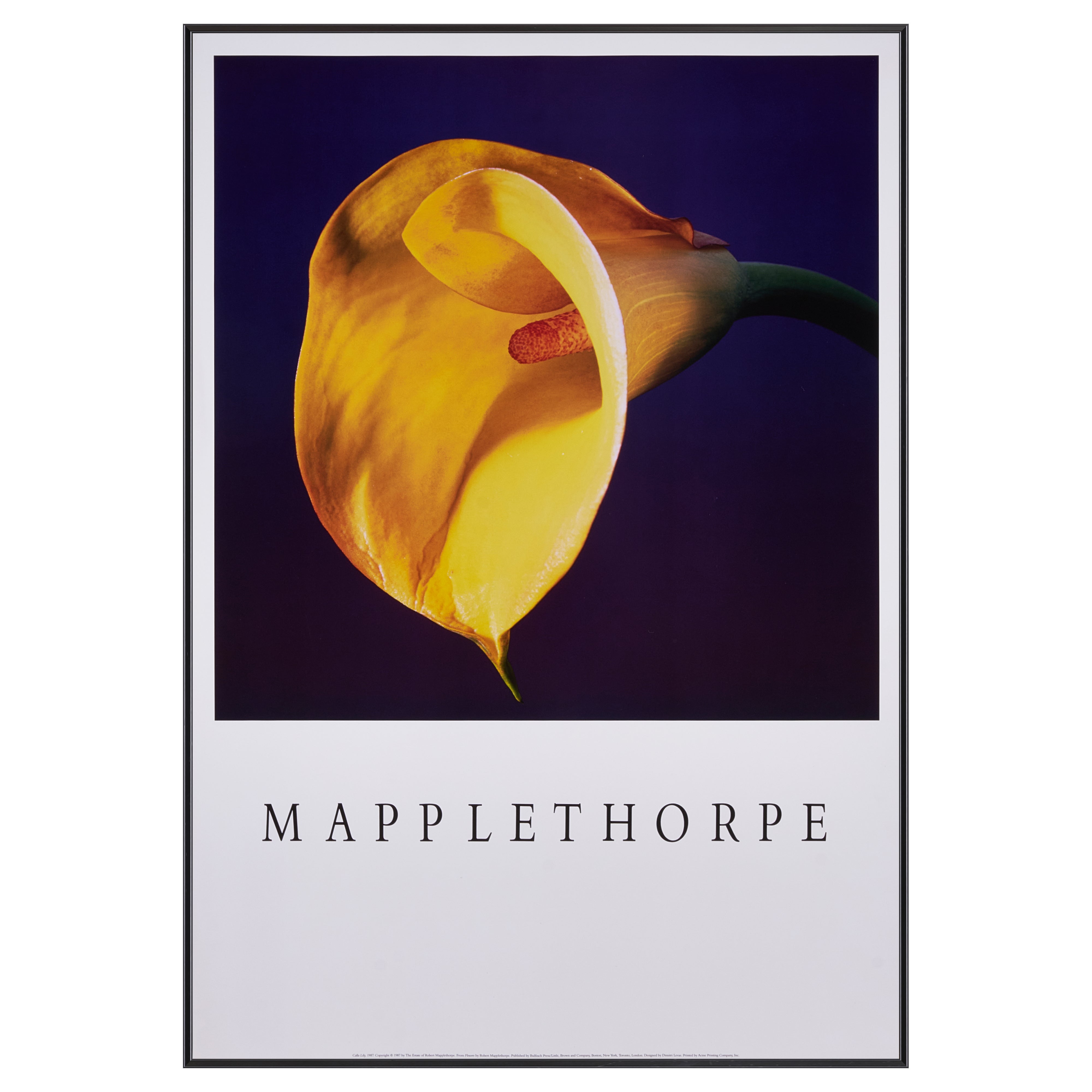 【限定5枚】Calla Lily 1987 - Bulfinch Press 1987 / ロバート・メイプルソープ