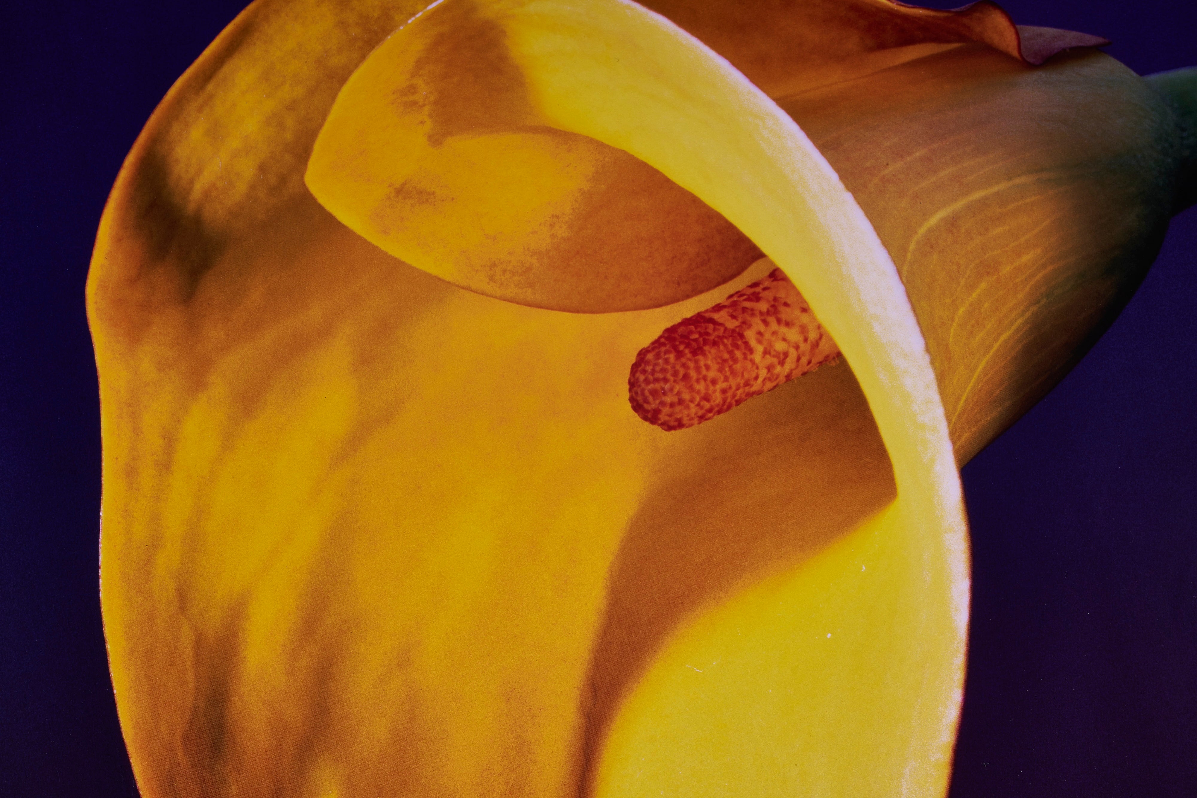 【限定5枚】Calla Lily 1987 - Bulfinch Press 1987 / ロバート・メイプルソープ