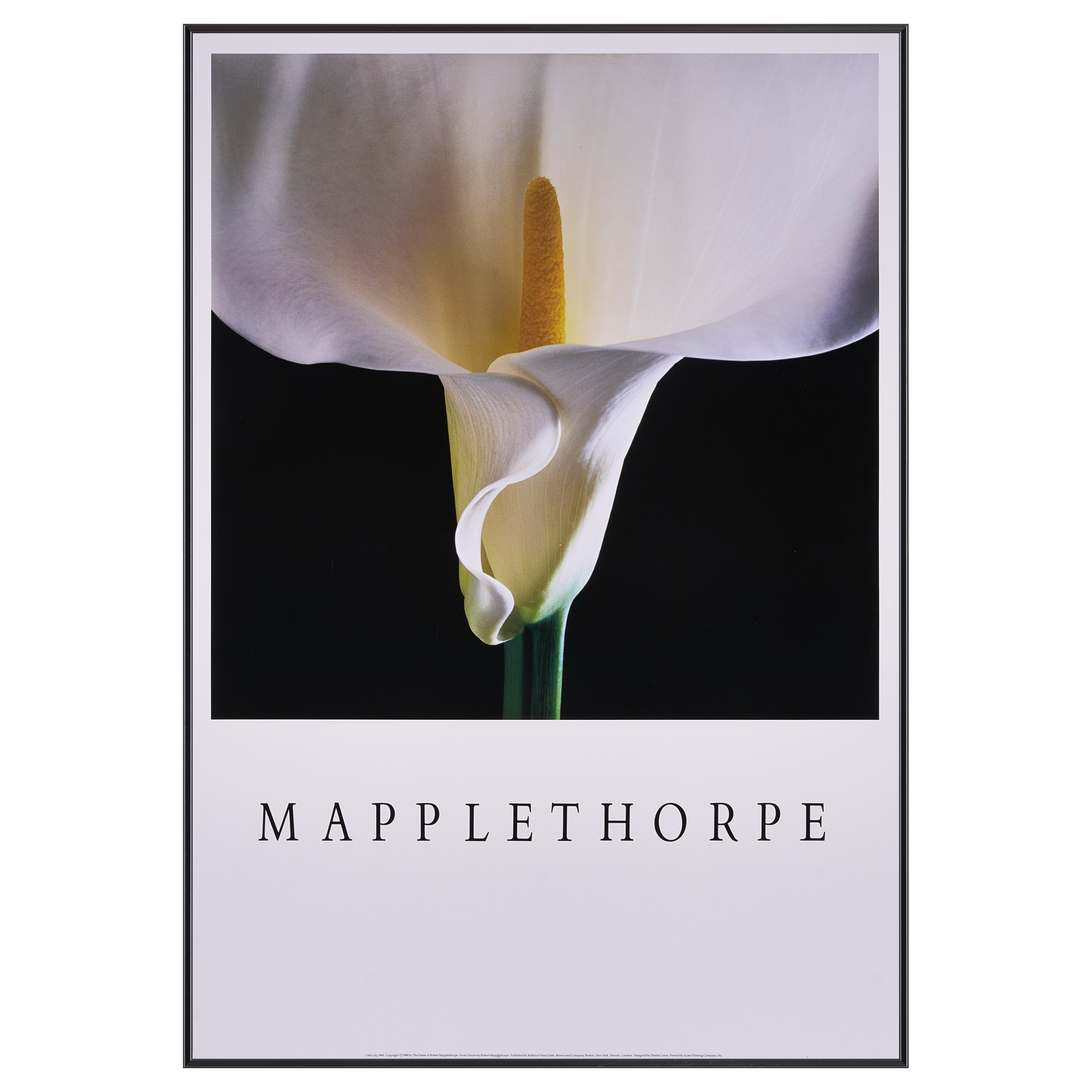 【限定5枚】Calla Lily 1988 - Bulfinch Press 1988 / ロバート・メイプルソープ
