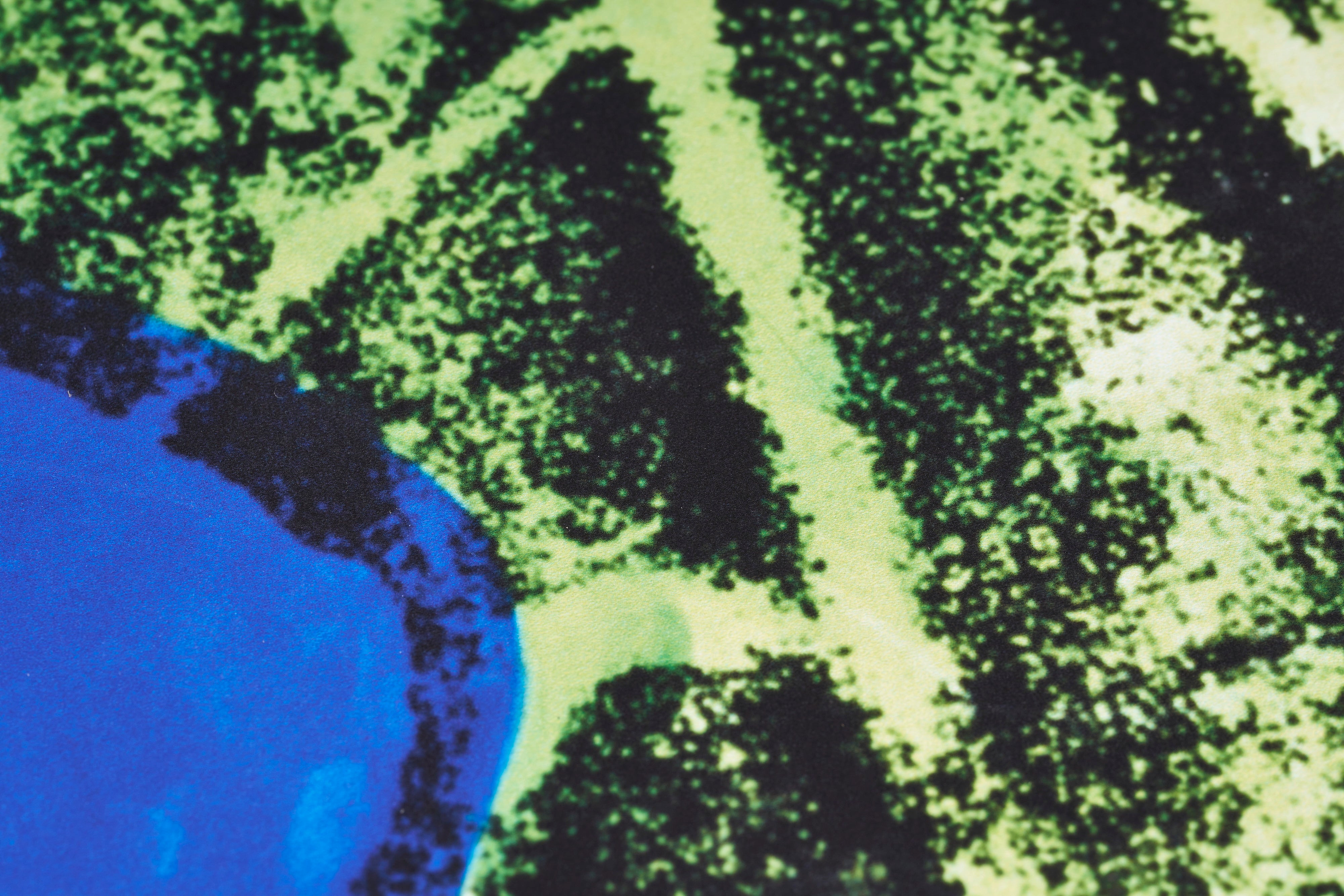 【限定20枚】Flowers, c 1964 - McGAW GRAPHICS 2000s / アンディ・ウォーホル