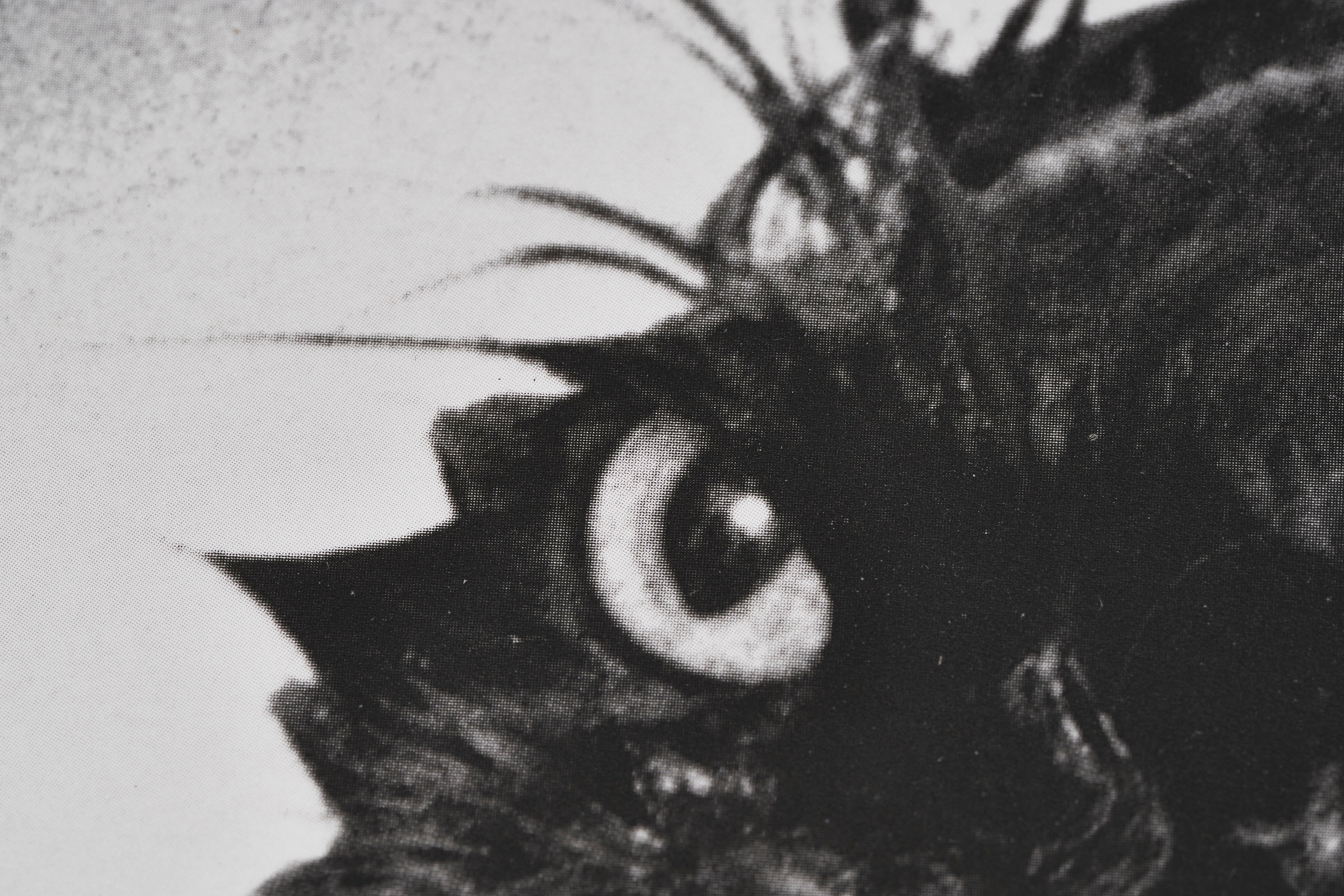 【限定20枚】A Drowned Cat 1982 - World Press Photo 1982 / ジム・マクラガン